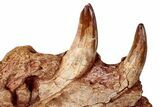 Cretaceous Fossil Crocodylomorph Jaw Section - Morocco #250724-2